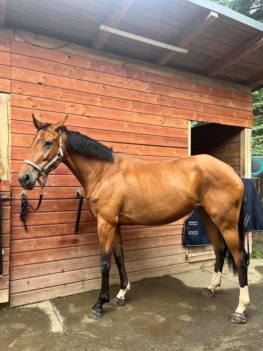 Šestiletá klisna ČT - 2