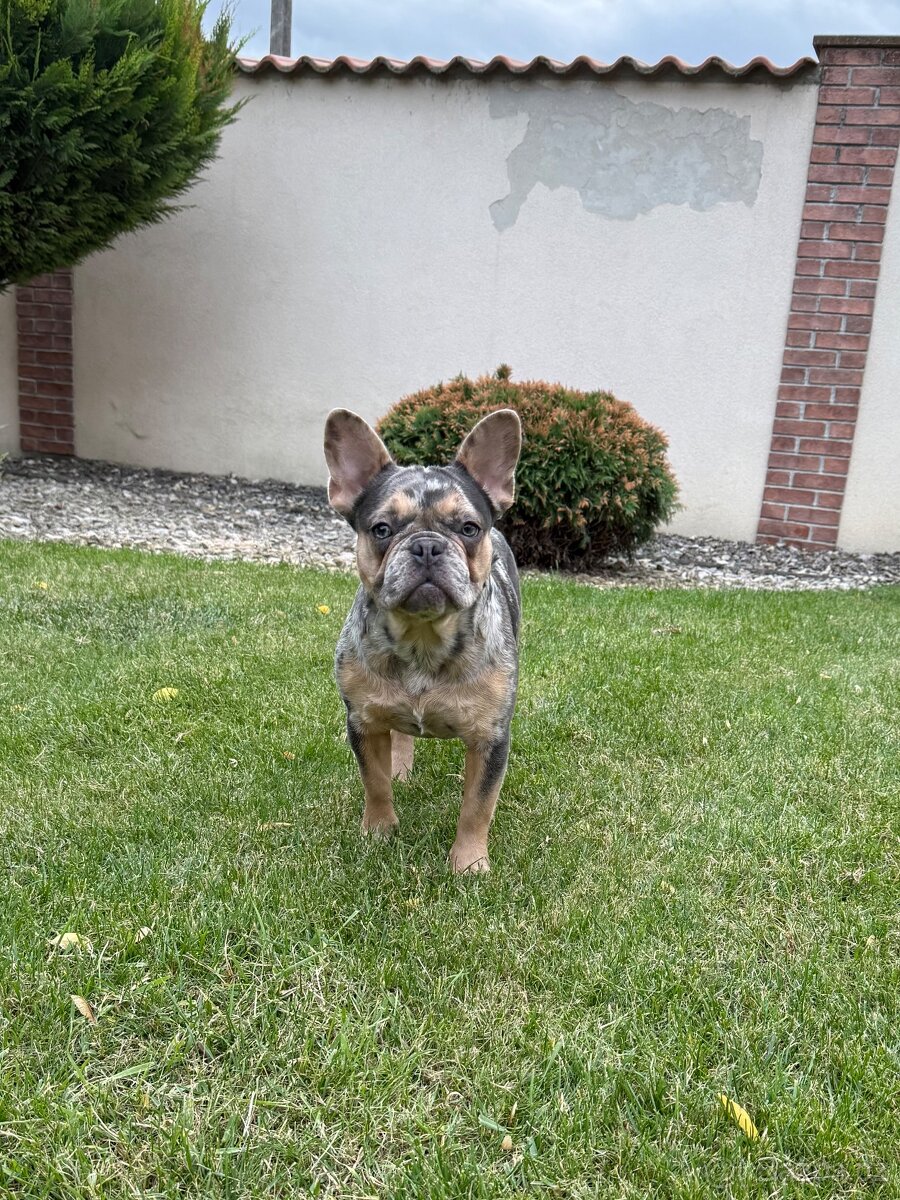 Francouzsky buldoček blue tan merle fenka - 2