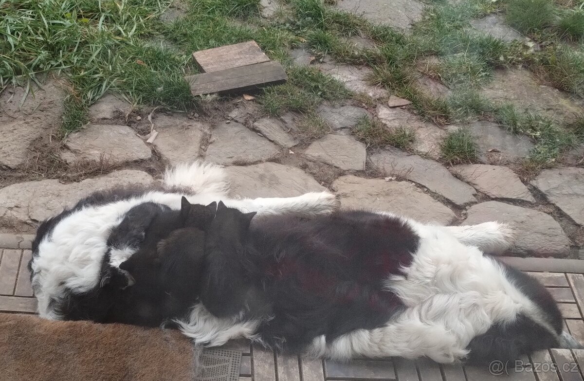 Daruji do dobrých rukou koťátko - 2