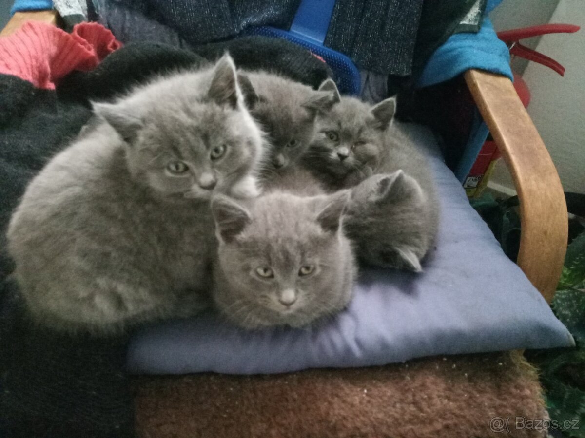 Britská koťátka - 2