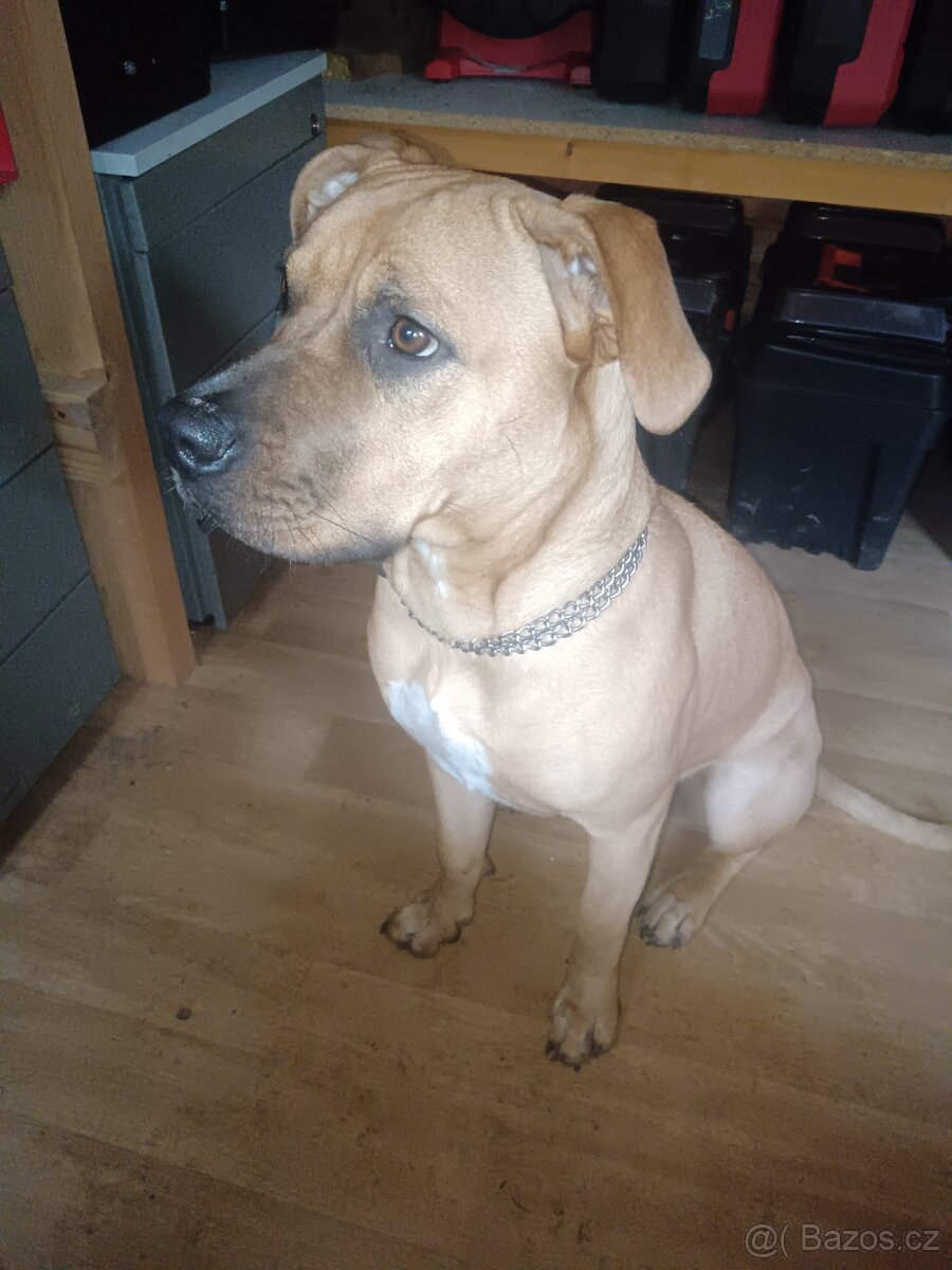 Stafordšírský teriér - 2