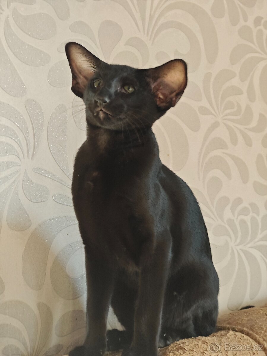 orientální kočka - 2