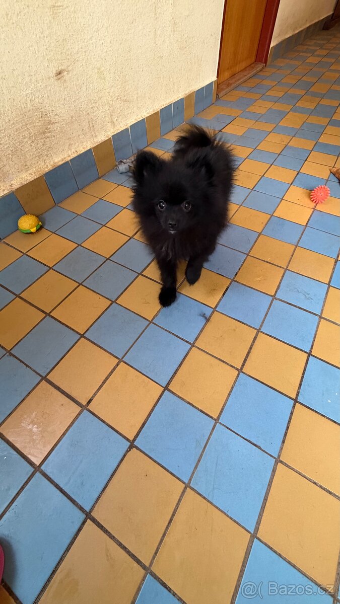 Štěňata špice malého - 2