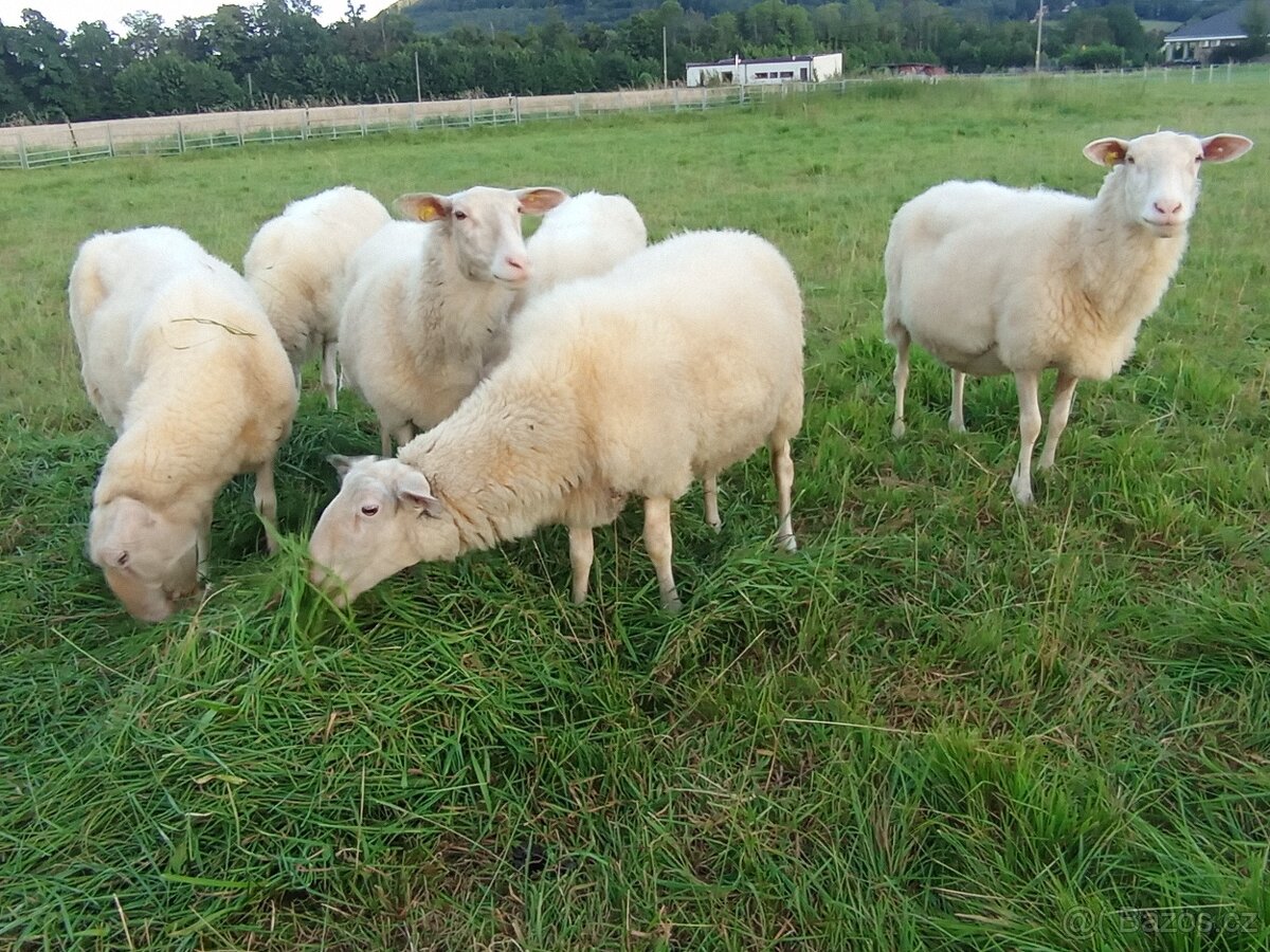 Prodám Východofríské ovce - 2