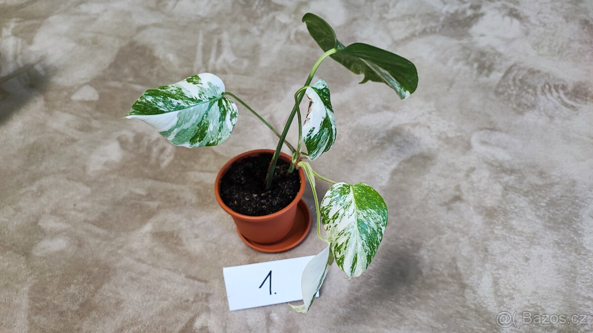 Panašovaná Monstera albo - 2