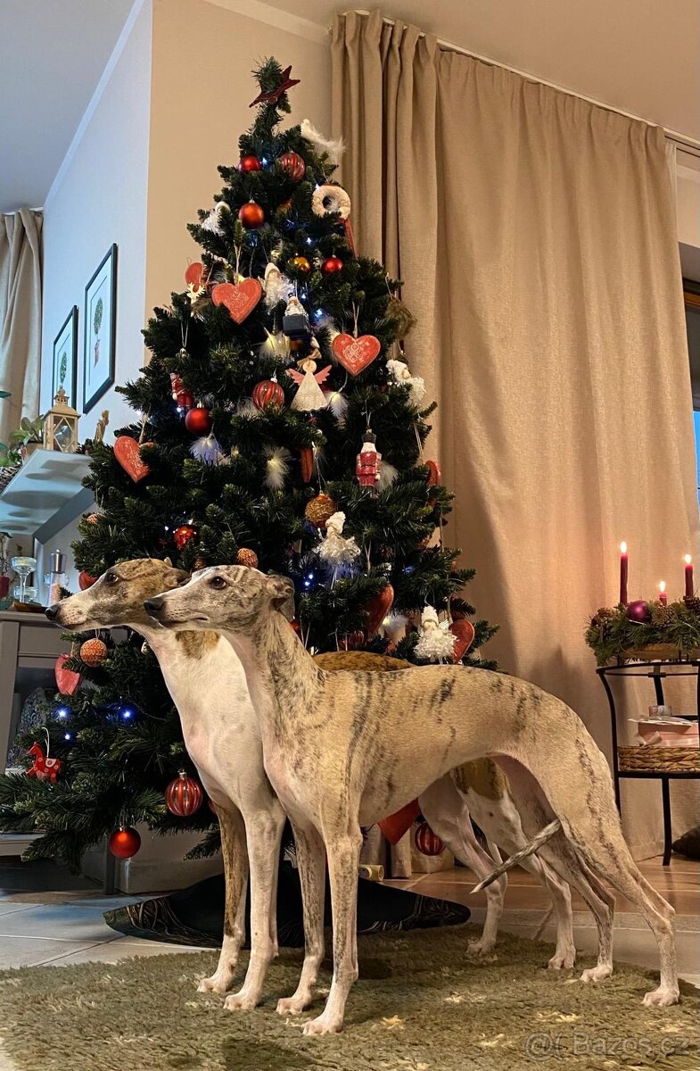 Whippet /vipet štěnátka s PP - 2