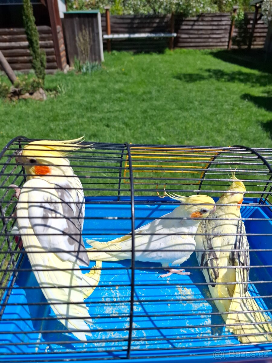 Korela chocholatá a bělohlavá - 2