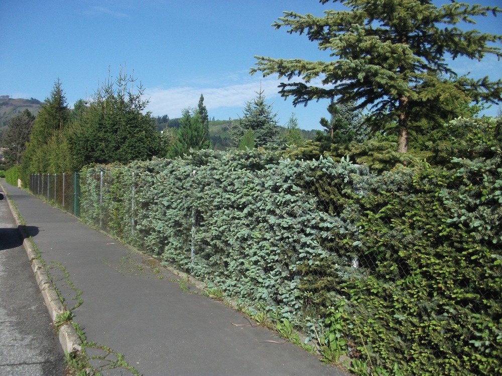 Stříbrný Smrk - 2