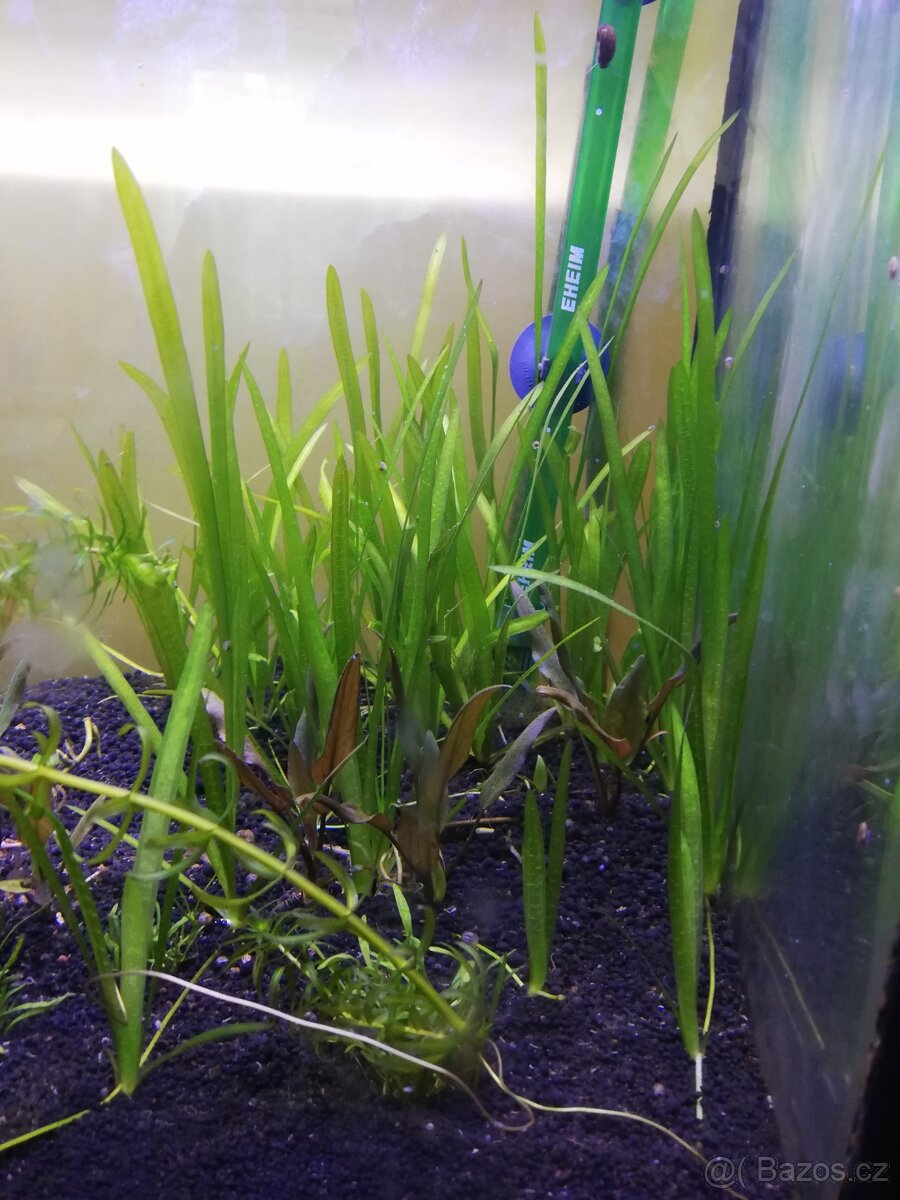 Vallisneria - 2