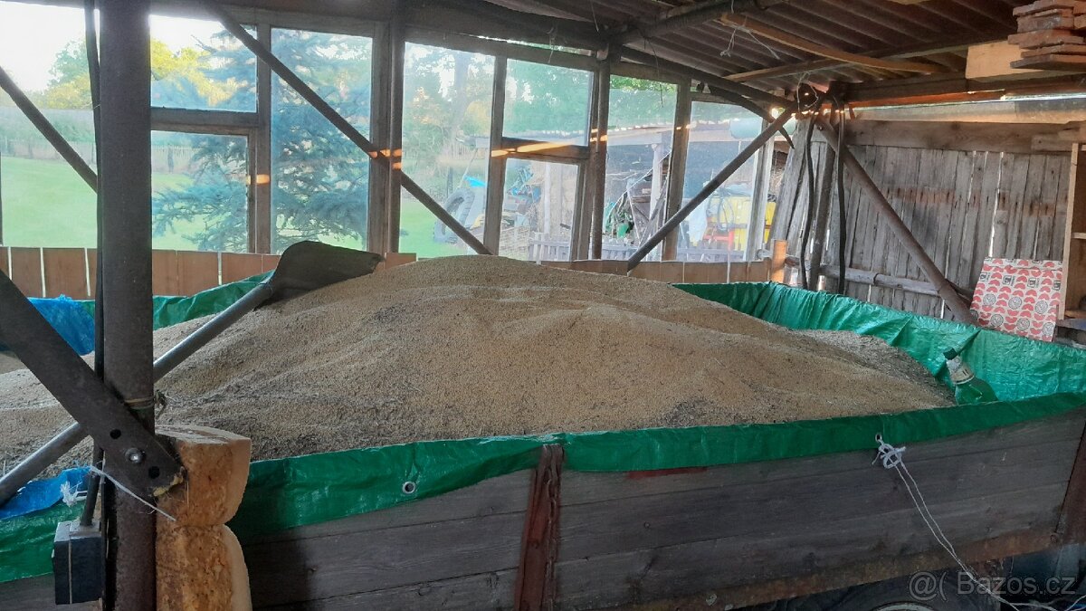 Prodám semínko hořčice. - 2