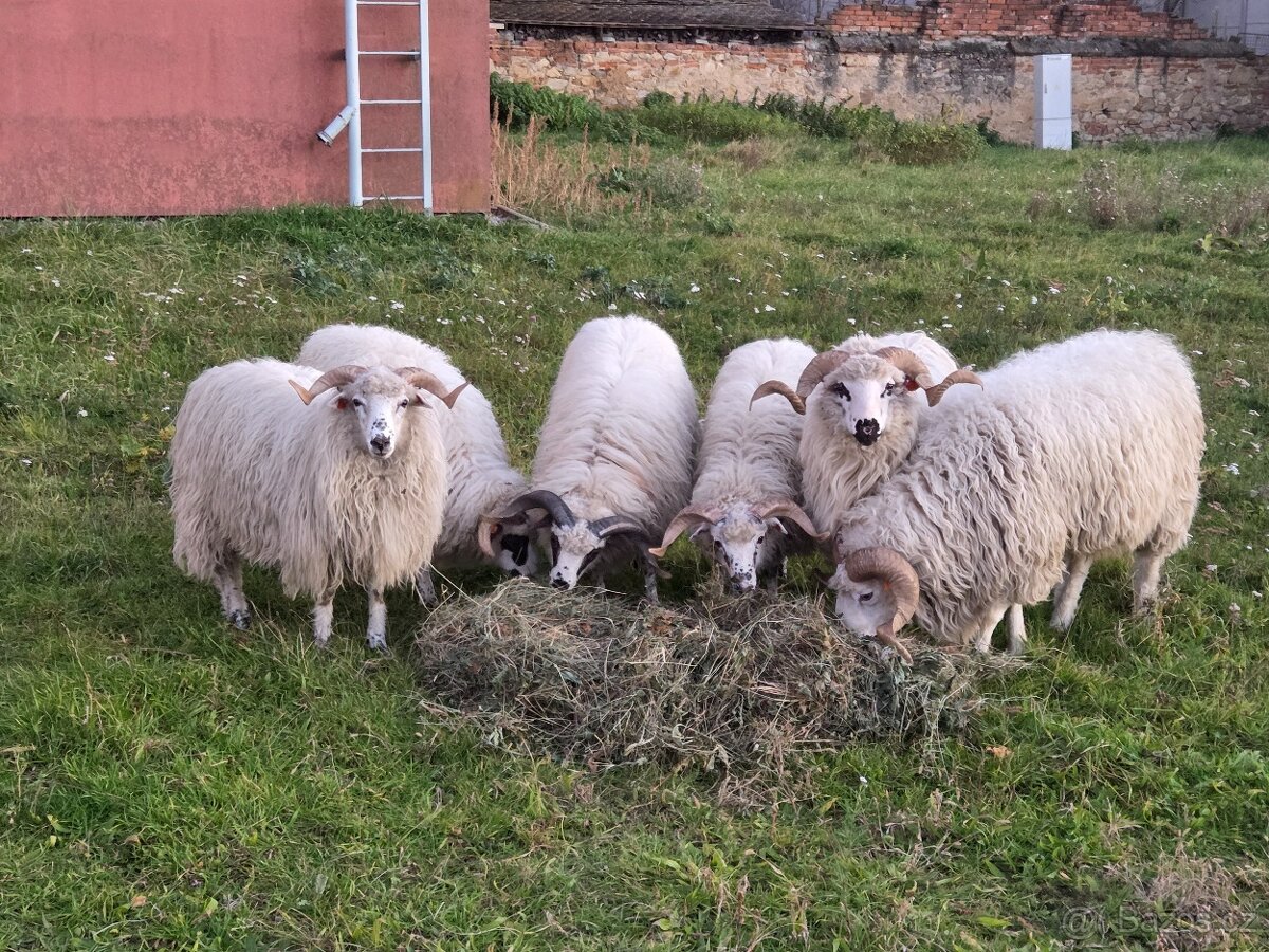 Plemenní berani, původní valaṣ̌ka - 2