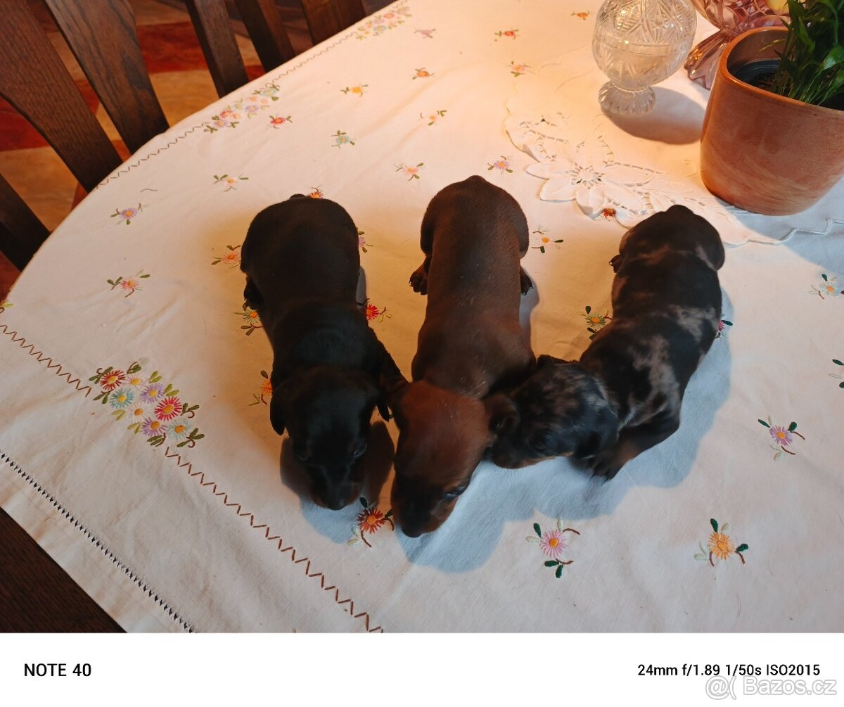 Trpasličí jezevčík štěňata - 2