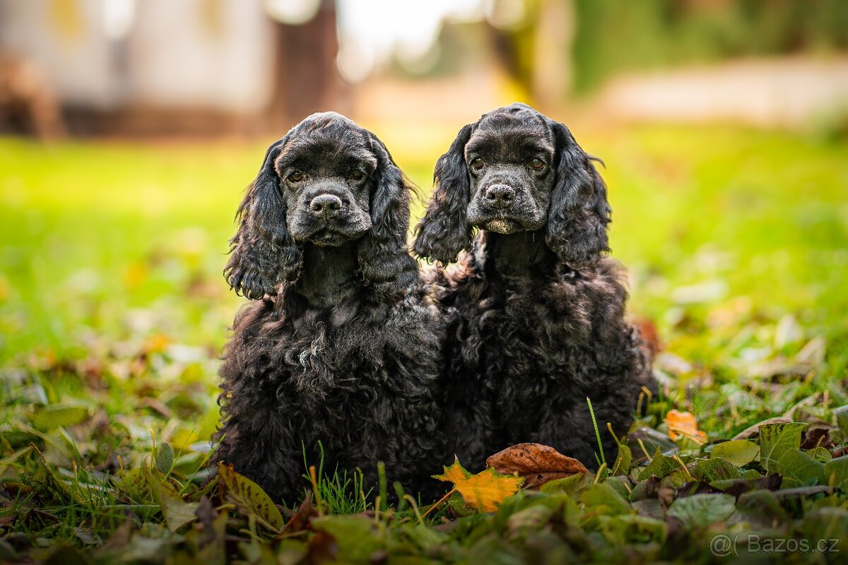 Americký kokršpaněl s PP - 2