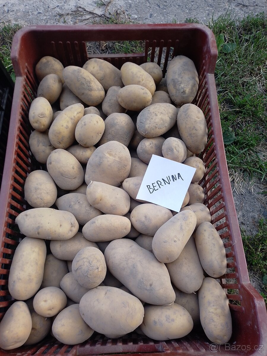Domácí brambory - 2