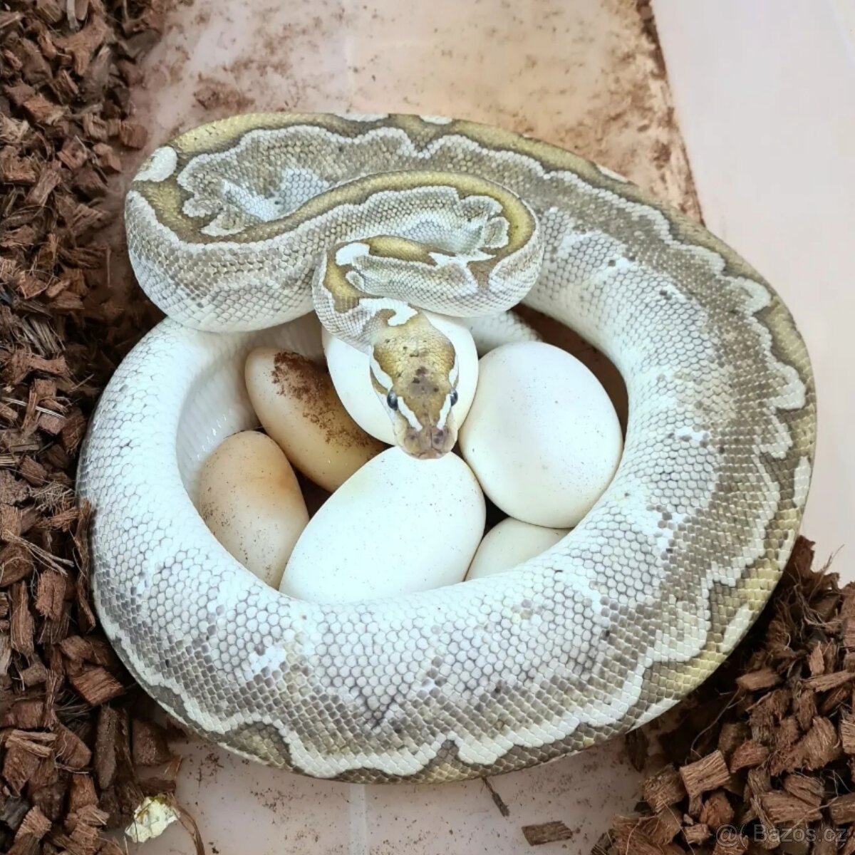 Krajta královská - DOSPĚLÝ PÁR / Každoročně odchov - 2