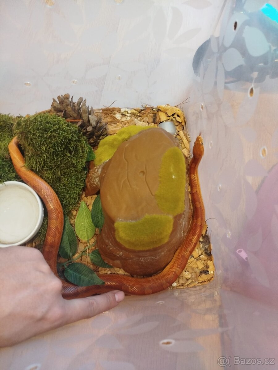 Užovka červena 3 letá - 2