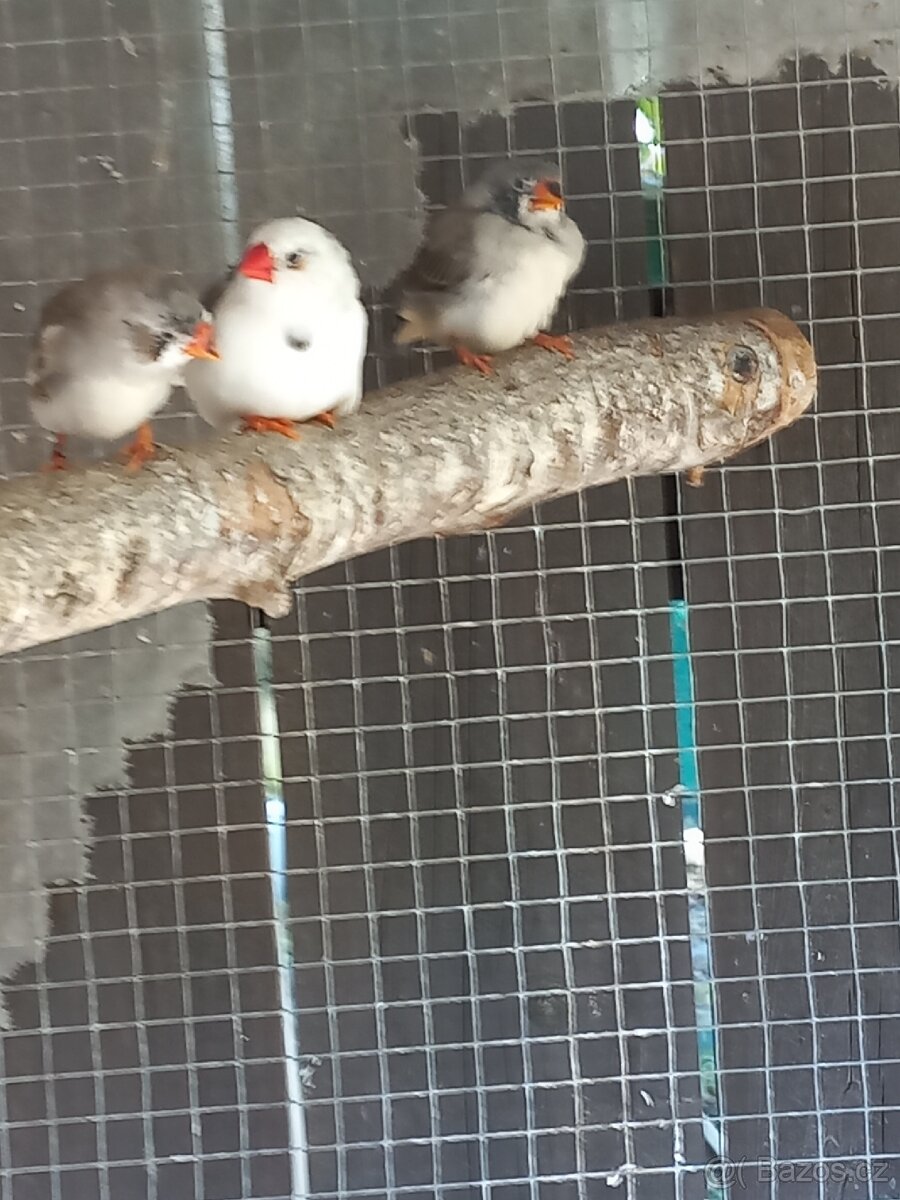 Kanáři, zebřičky - 2