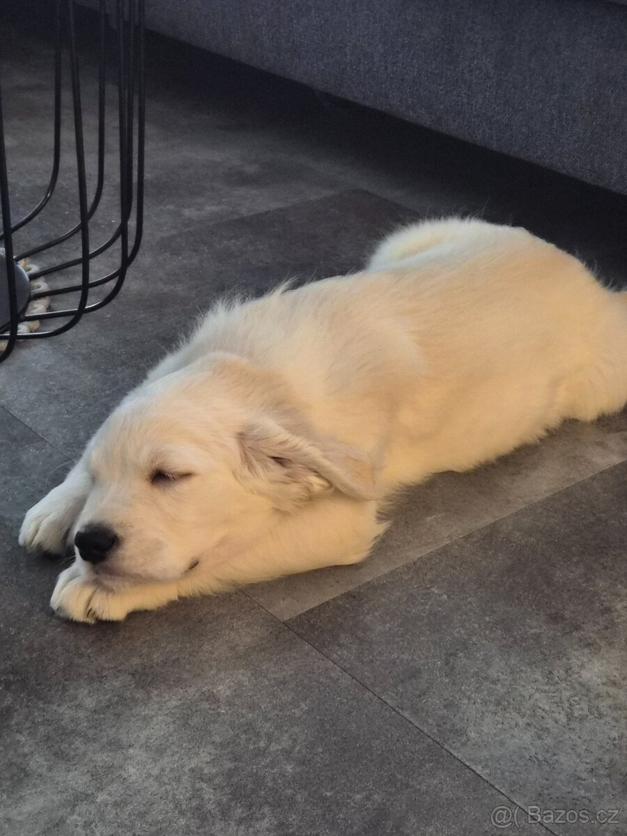 Štěně zlatého retrívra bez PP - 2