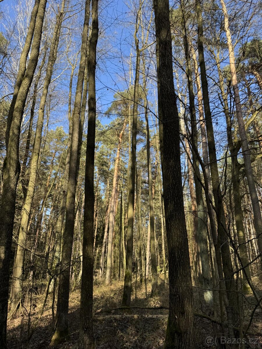 Prodám lesní pozemky v k.ú. Vlastiboř u Soběslavi - 2