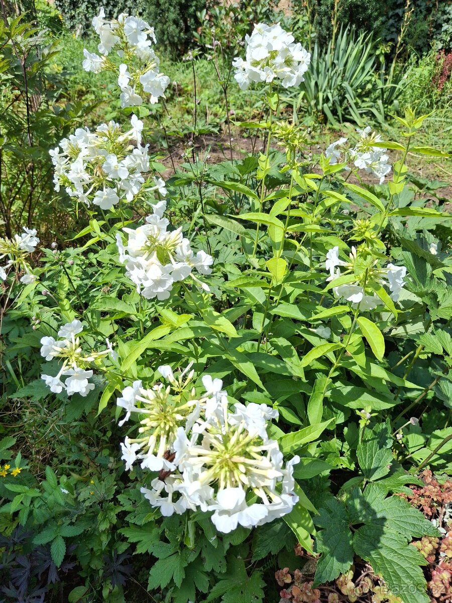 Flox, plamenka latnatá - 2