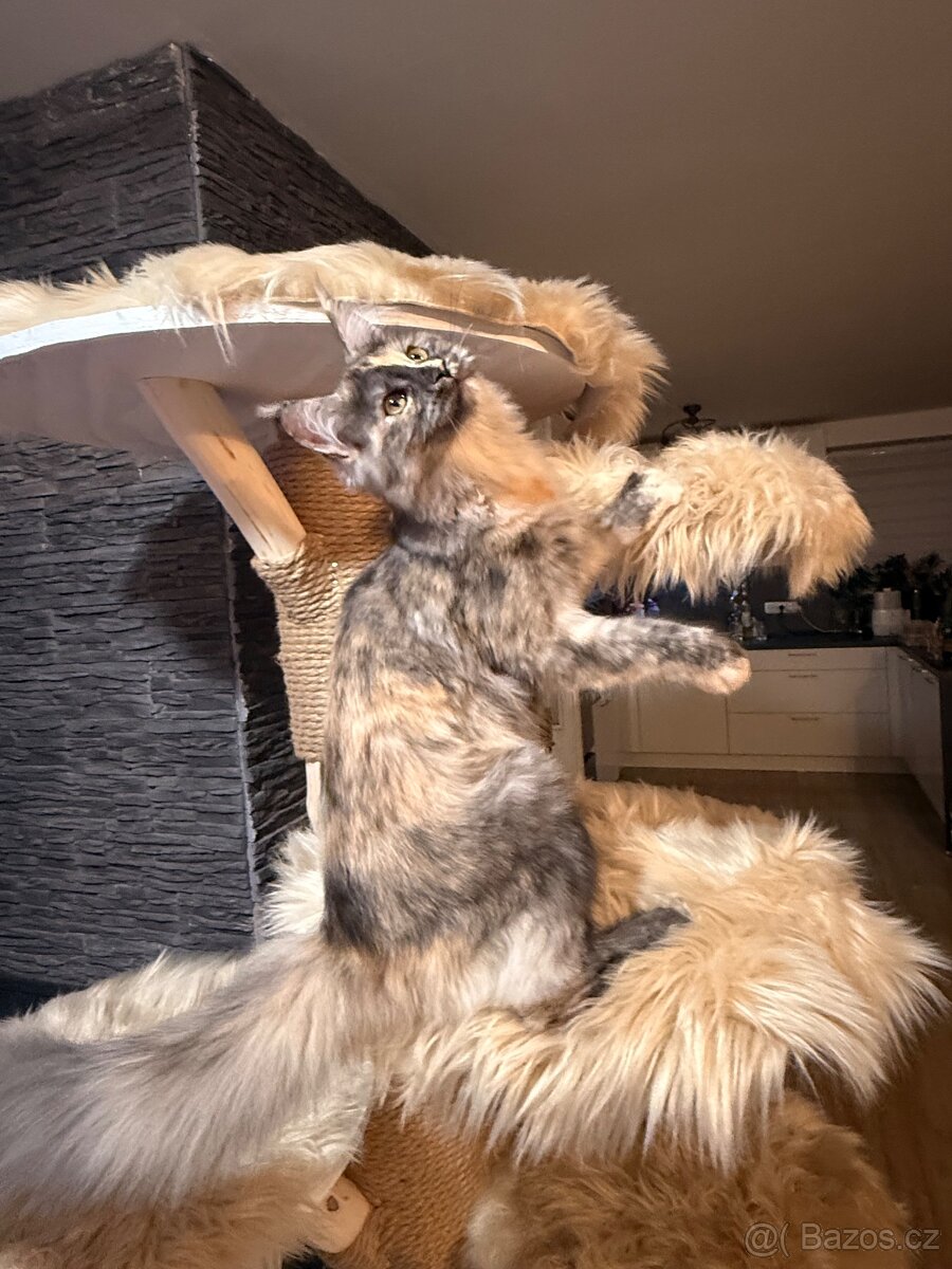 Mainská mývalí s PP - 2