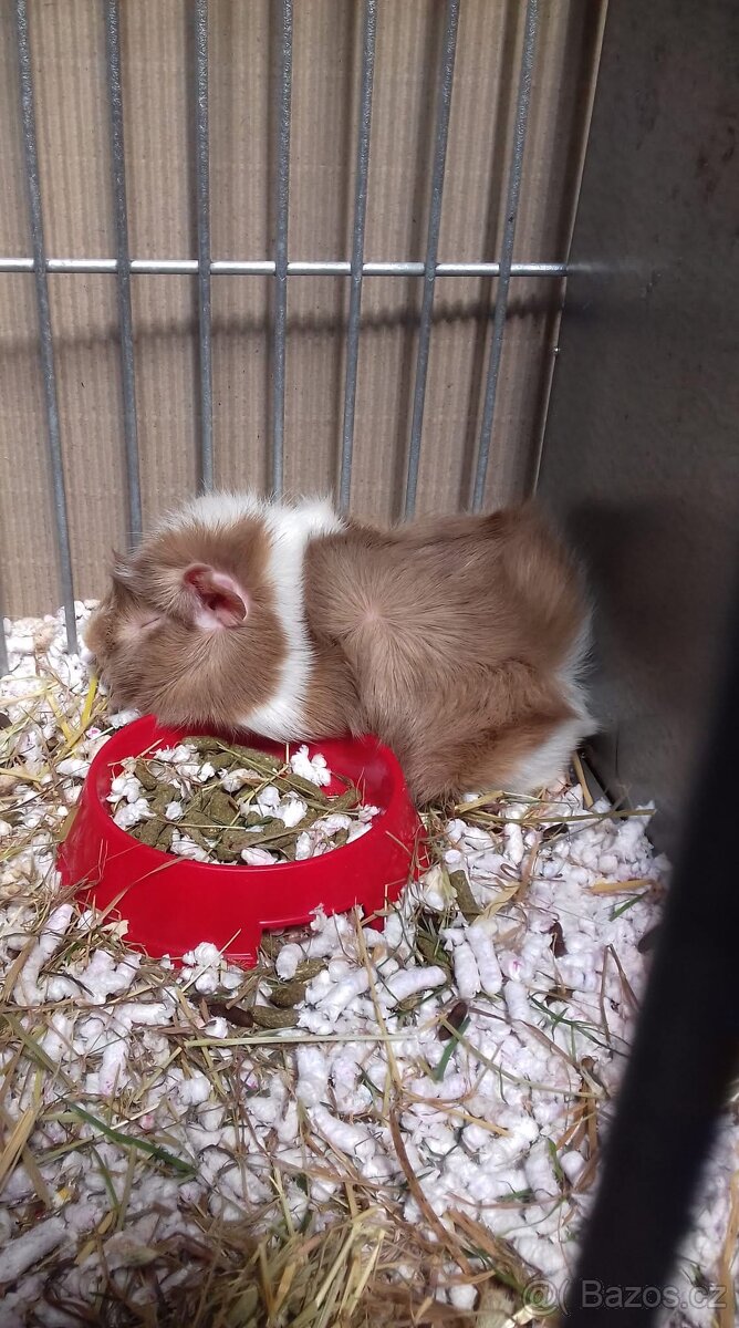 Morče, rozeta, us teddy - 2