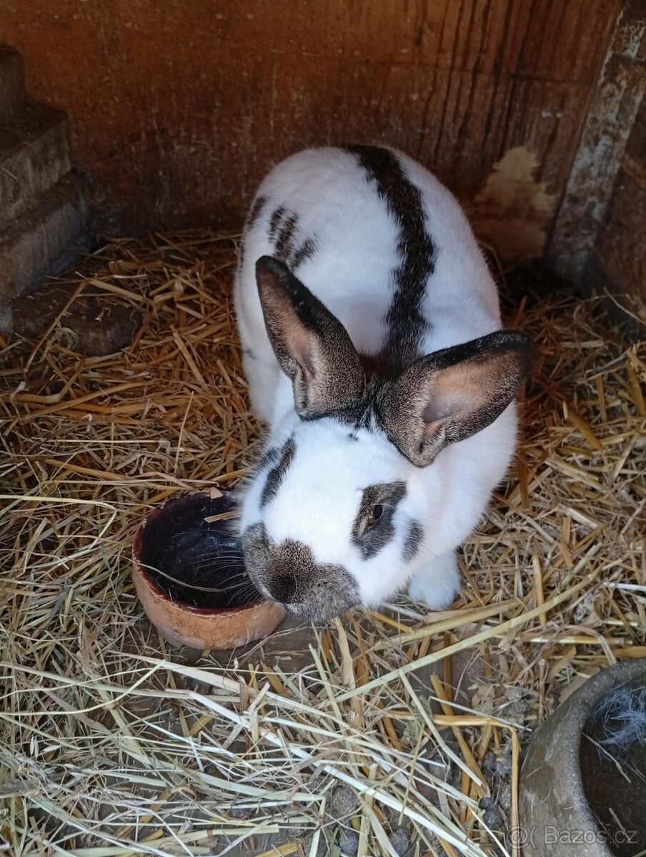 Český strakáč - samice - 2