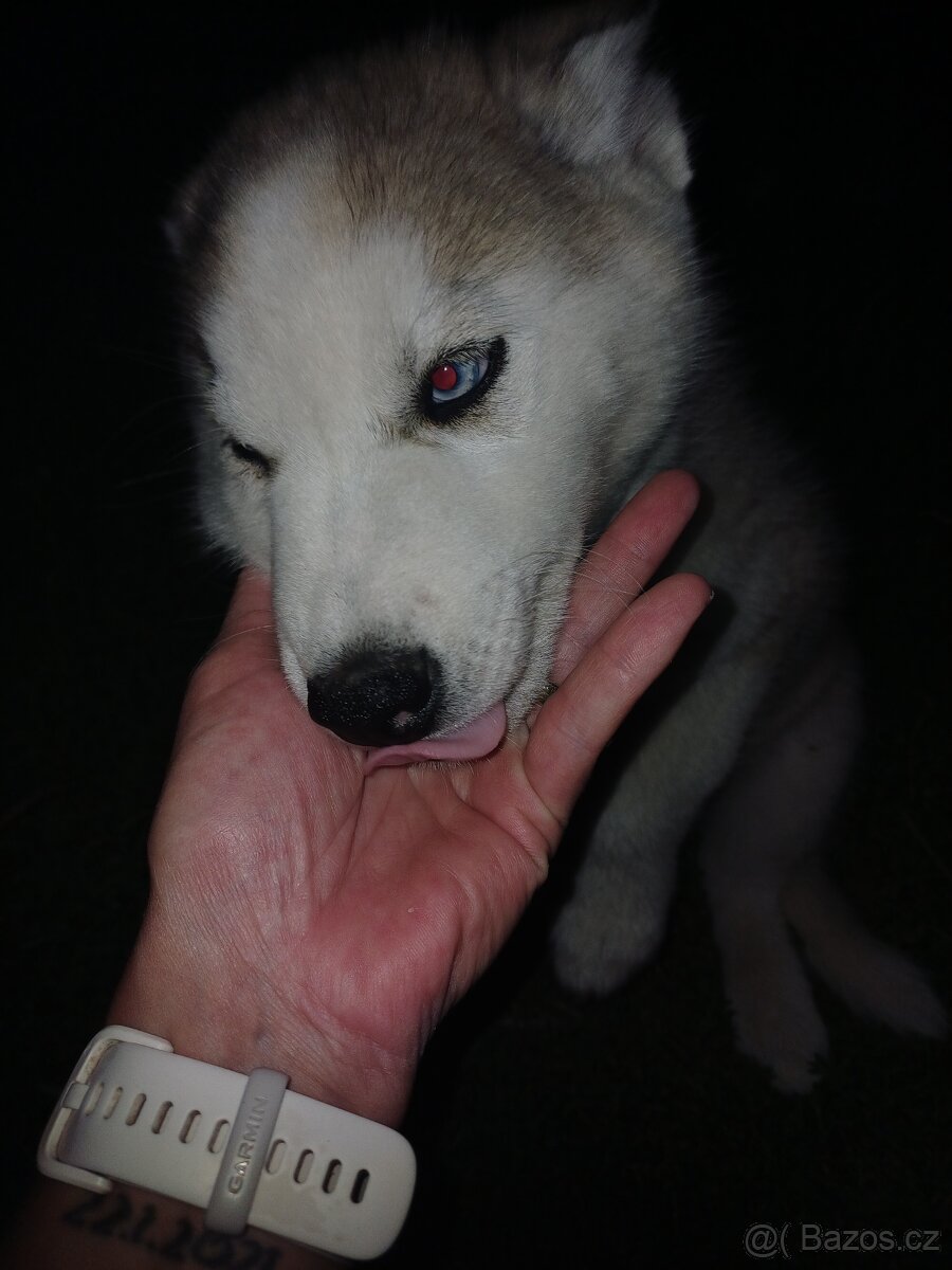 Sibiřský husky - 2