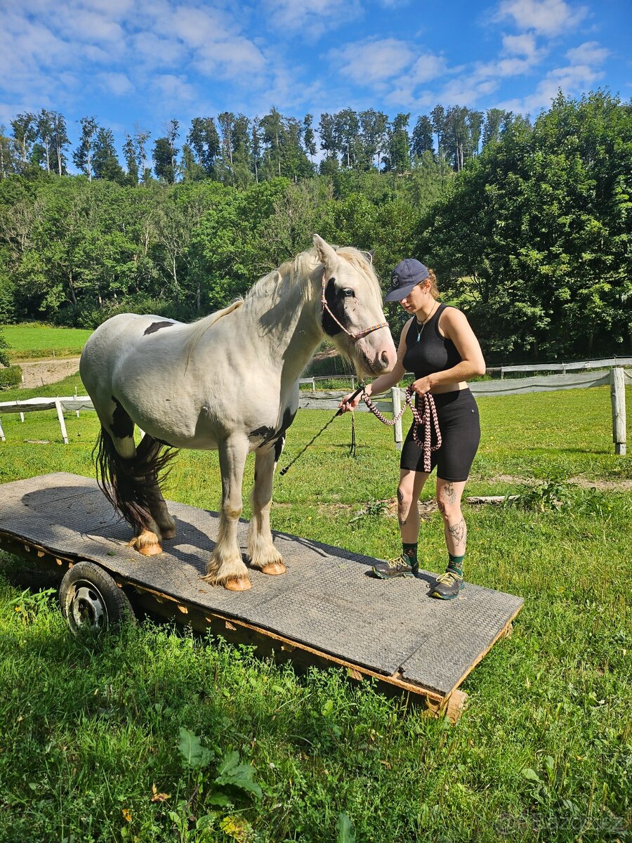 Irský cob - 2