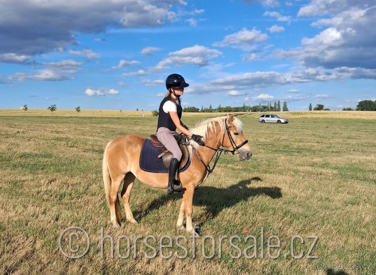 klisna typu Hafling hobby/parkur - 2