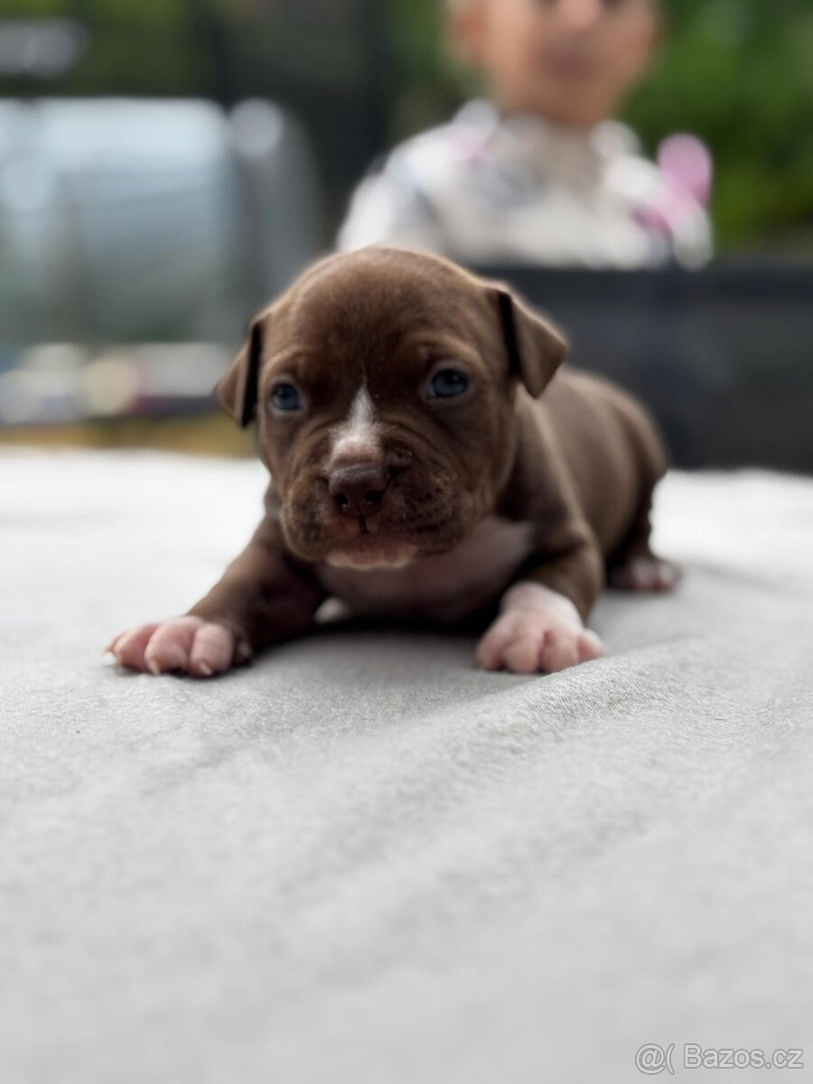 American Bully Pocket - 2