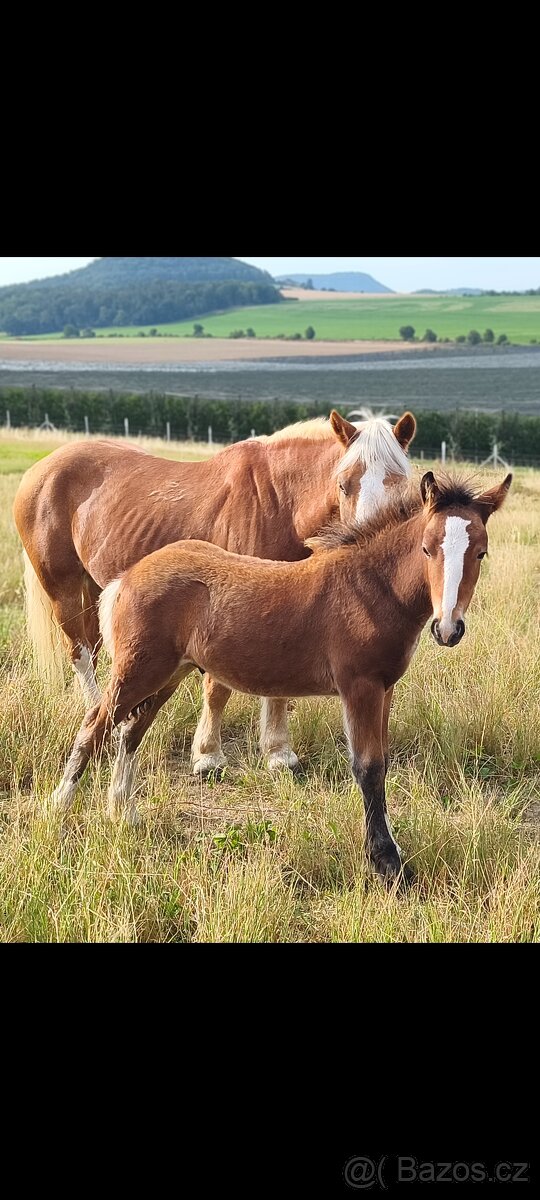 Pony B - irský cob - 2