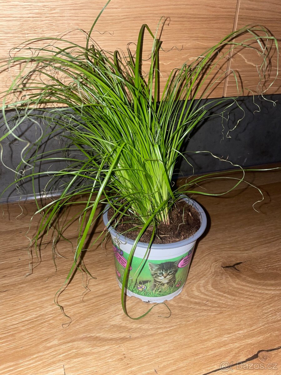 Kočičí tráva Cyperus alternifolius 'Zumula' - 2