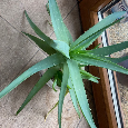 Aloe pravá - 2