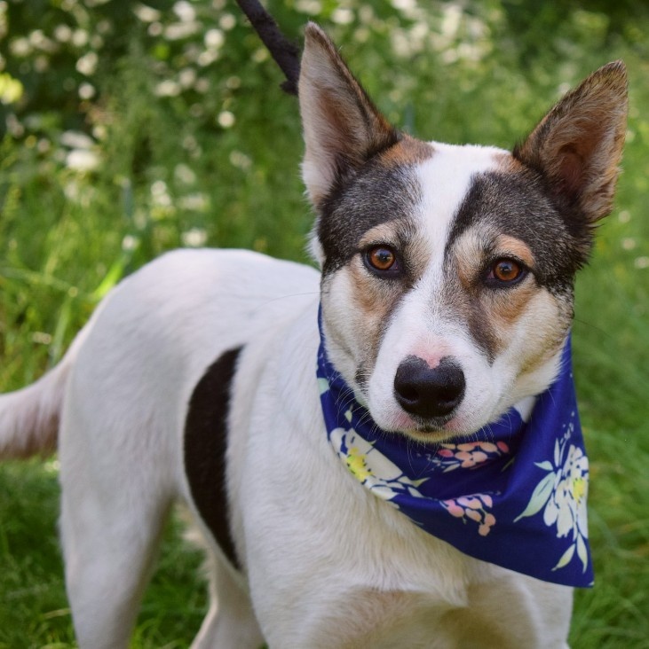 ESTA K ADOPCI - umazlená kráska, AKUTNÍ - 2