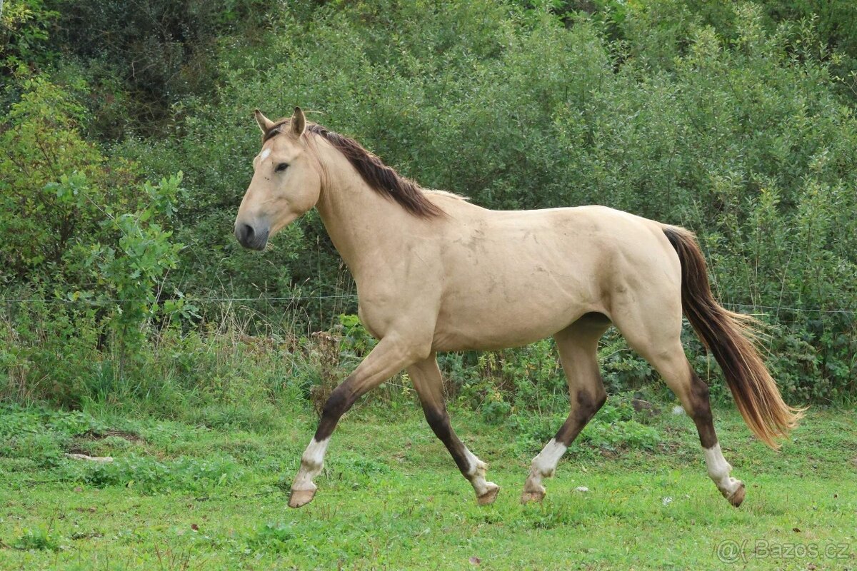 Prodám 4-letého hřebce KK, - 2