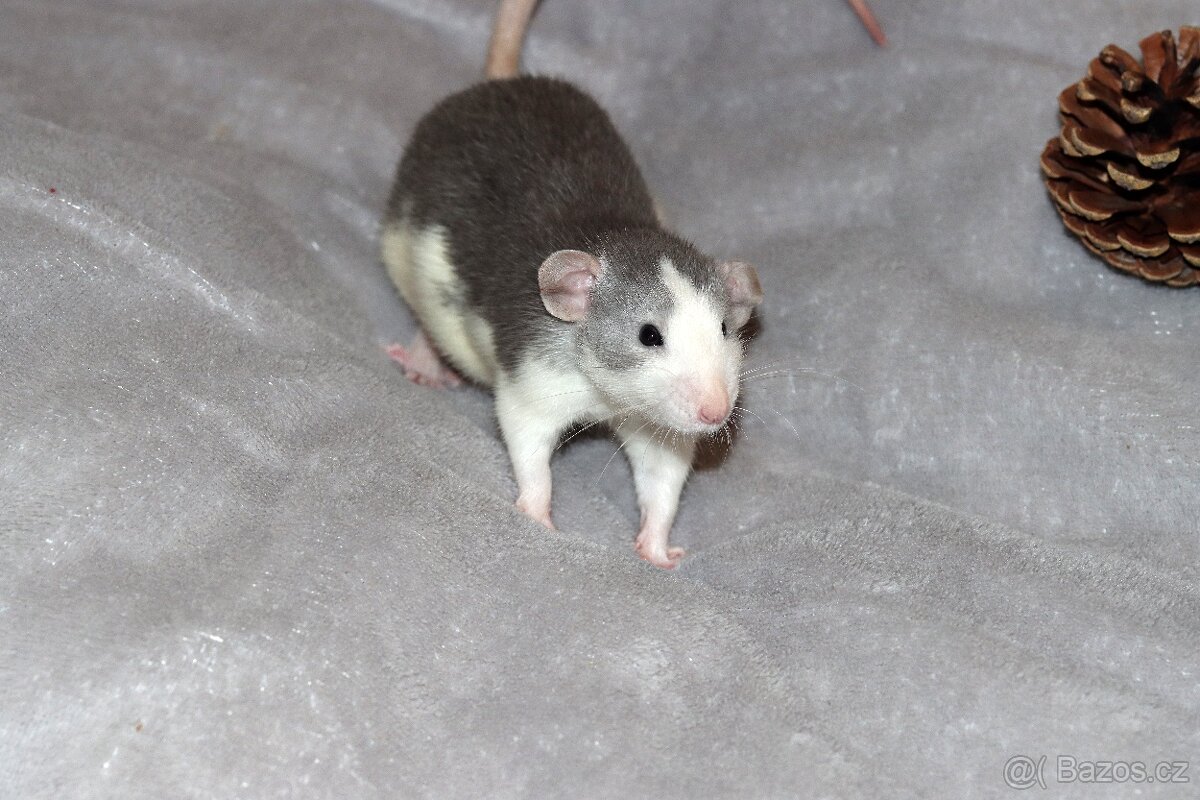 Vymazlená samička potkan DUMBO - 2