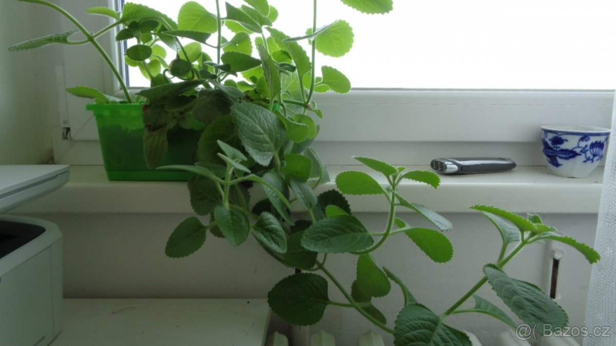 Rýmovník - Eukalyptus - Blahovičník - 2