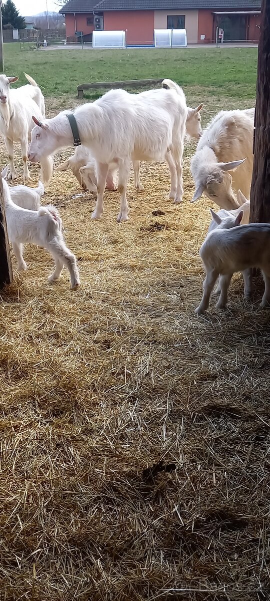 Koza bílá - 2