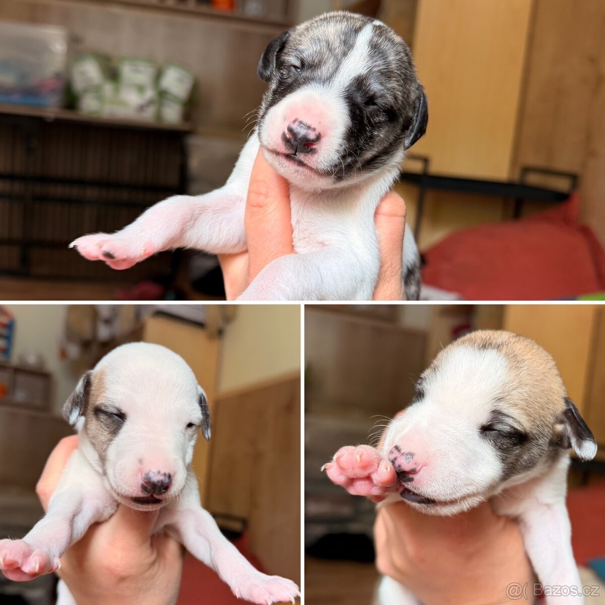 Whippet s PP - rezervace štěňat - 2