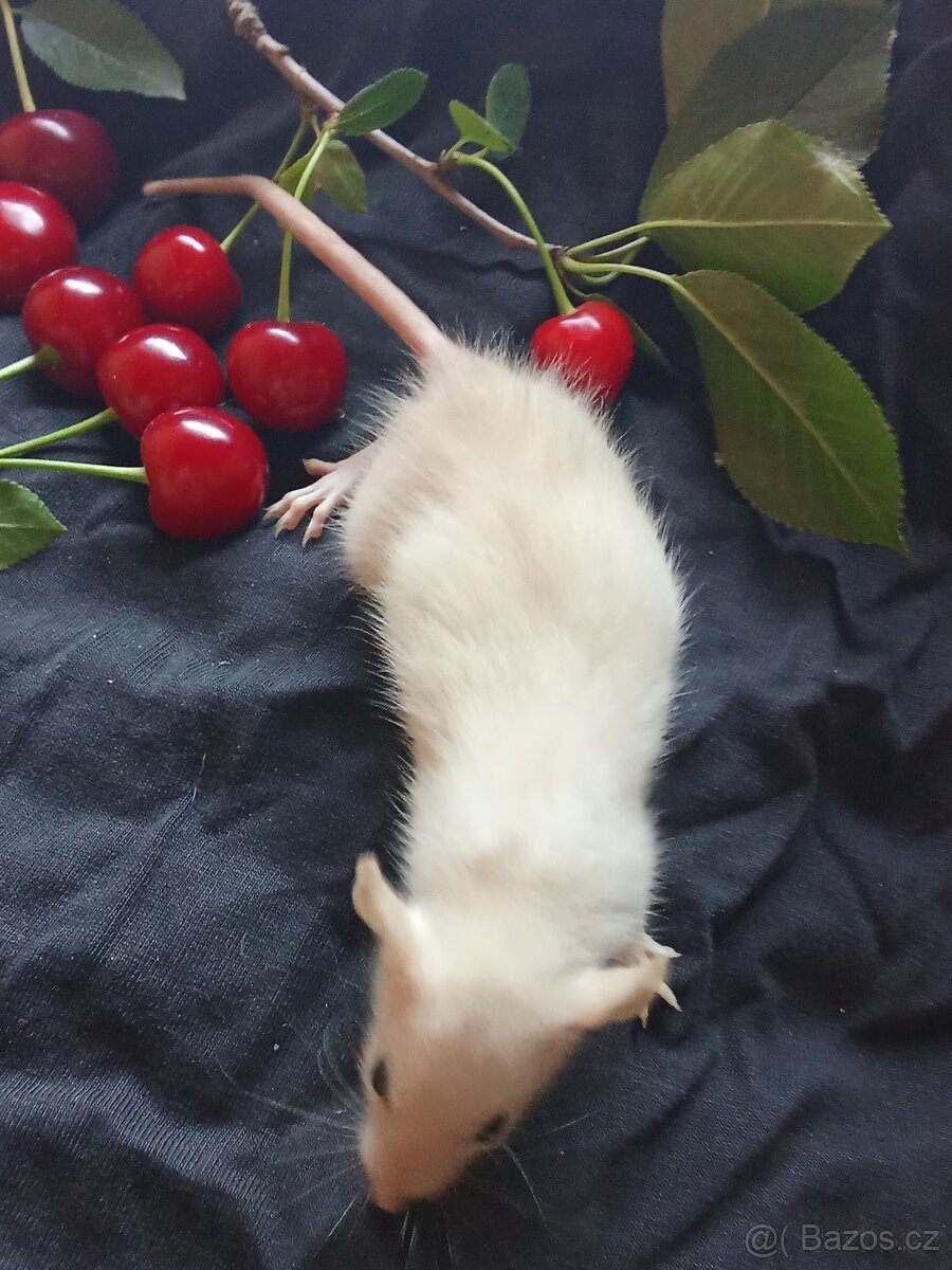 Potkan dumbo , tři sestřičky - 2