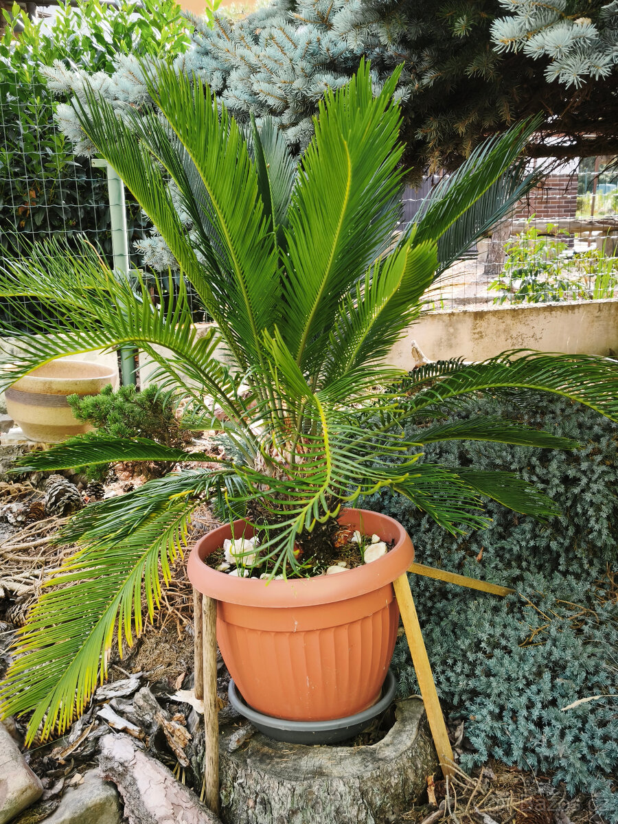 palma Cycas - 2