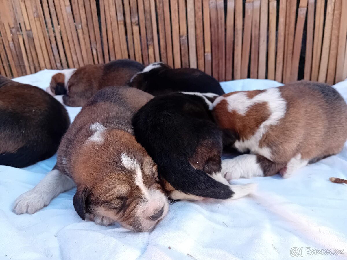 Štěňátka kříženci (Pyren. horský+bernský salaš.) - 2