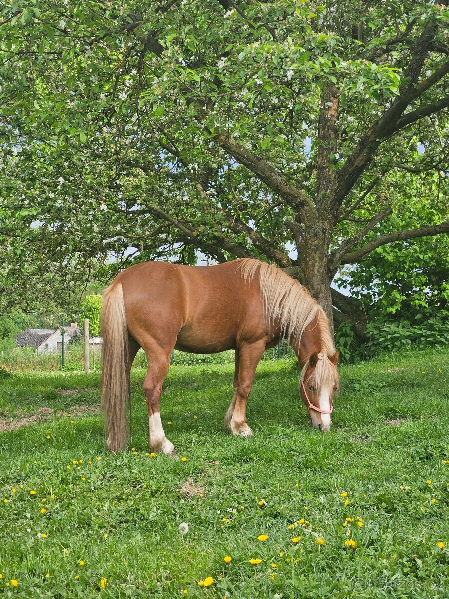 Valach wpbr letos 4 letý - 2