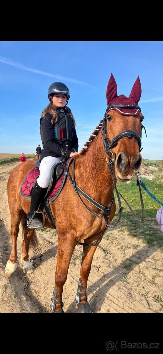 Valach 15 let do agroturistiky nebo jako hobby kůň - 2