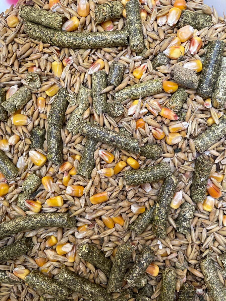 Králík- Výkrm - 2