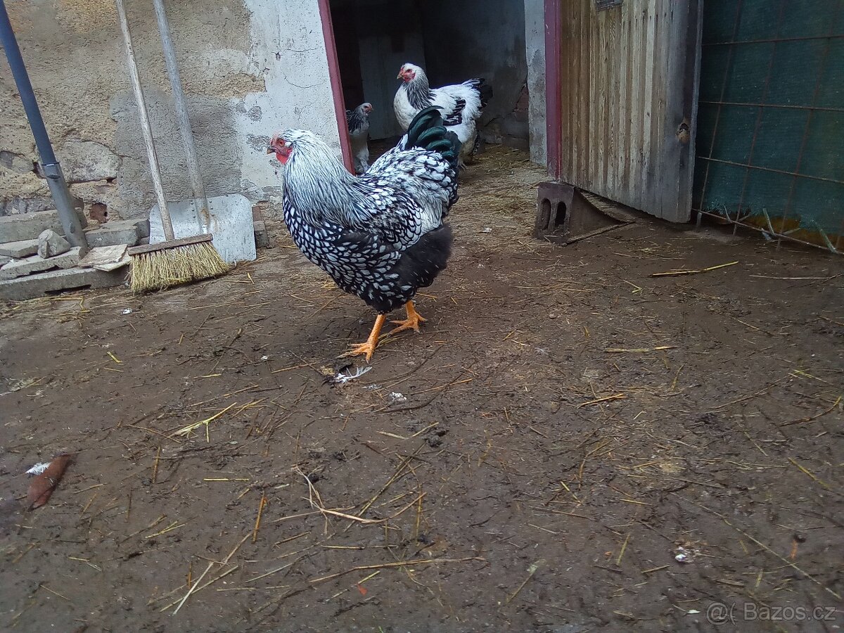 Wyandotka velká stříbrná černé lemovana - 2