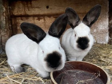 Kalifornský králík - 2