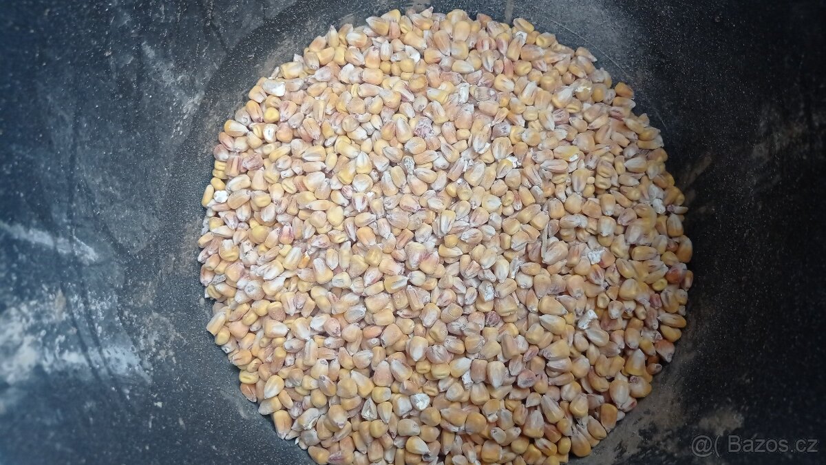 Kukuřice , zrno , drcená. - 2