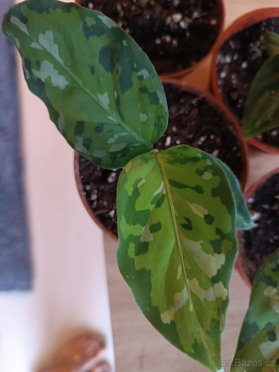 Aglaonema tricolor - 2